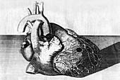 Heart of King George II,engraving