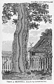 Engraving of a tree split by lightning