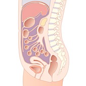 Human abdominal organs,artwork