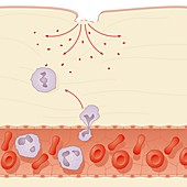 Skin damage immune response,artwork