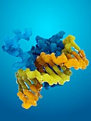 Telomere binding protein,molecular model