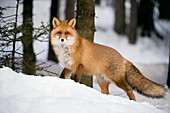 Red fox in the snow