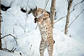 Eurasian lynx with prey
