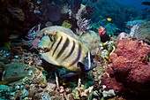 Six-banded angelfish