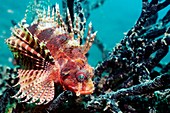 Dwarf lionfish on a reef