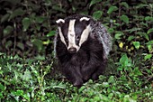 European badger