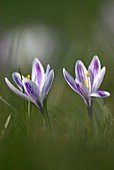 Spring crocus (Crocus vernus)