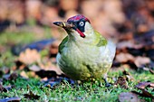 Green woodpecker