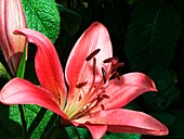 Lily (Lilium 'Renoir') flower