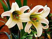 Lily (Lilium 'White Crane') flowers