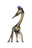 Pterosaur,Hatzegopteryx,artwork