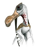 Pterosaur,Ornithocheirus,artwork