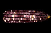 Native maize varieties