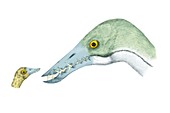 Pterosaurs,Rhamphorhynchus,artwork