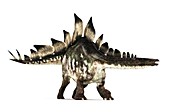 Stegosaurus dinosaur,artwork