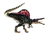 Spinosaurus dinosaur,artwork