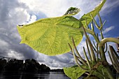 Aninga arum leaves,Amazonia