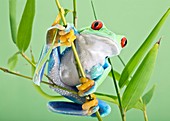 Red-eyed tree frog