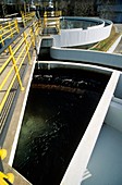 Water industry,cyclofloc stage