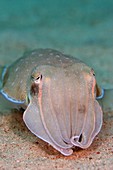 Smith's cuttlefish