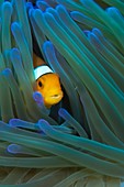 False clown anemonefish