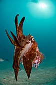 Broadclub cuttlefish