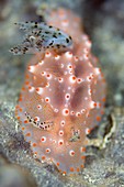 Nudibranch