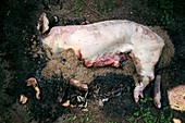 Decomposing pig