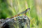 Lizard standing on a rock
