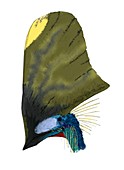 Pterosaur headcrest,artwork