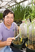 Plant fungus resistance research