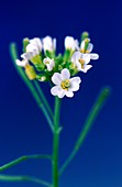 Genetically modified thale cress flowers