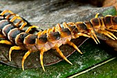 Centipede body