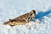 Desert locust,on white gypsum