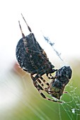 Garden spider,Araneus diadematus