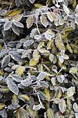 Frost on Elaeagnus pungens 'Maculata'