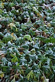 Frost on Geranium macrorrhizuml