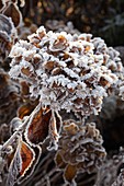 Frost on Hydrangea