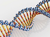 DNA molecule,computer artwork