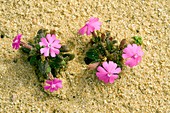 Shore Campion (Silene littorea)