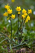 Jonquil daffodil (Narcissus jonquilla)