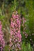 Spanish Heath (Erica australis)