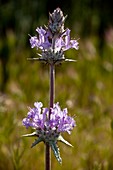 Thistle Sage (Salvia carduacea)