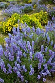 Lupinus albifrons and Haplopappus sp