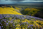 The Temblor Range,California