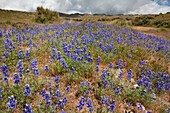 Arroyo Lupines (Lupinus succulentus)