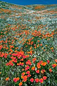 Californian Poppies (Eschscholzia)