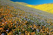 Wildflowers,California