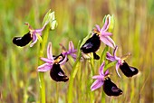 Bertoloni's Orchid (Ophrys bertolonii)