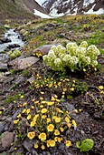 Georgian Butterbur (Petasites georgicus)